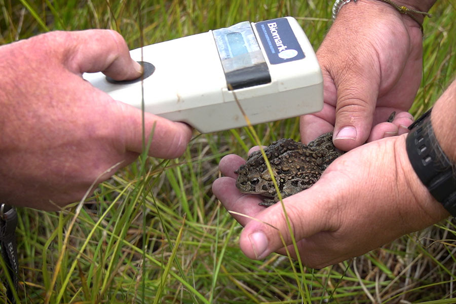 A boreal toad being tracked with a passive integrated transponder (PIT) tag