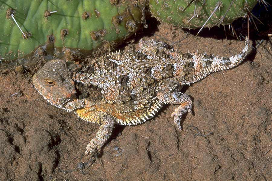 A short-horned lizard crawling on a rock