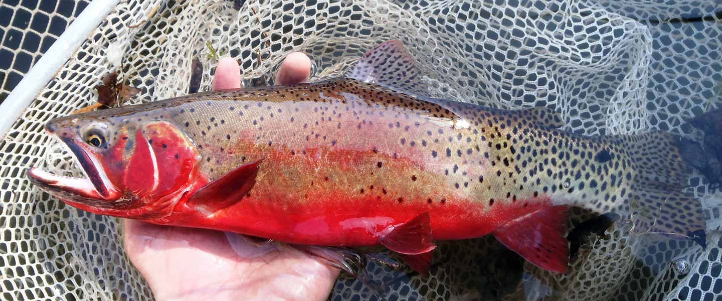 Colorado River cutthroat trout in a net, caught at Boulder Mountain
