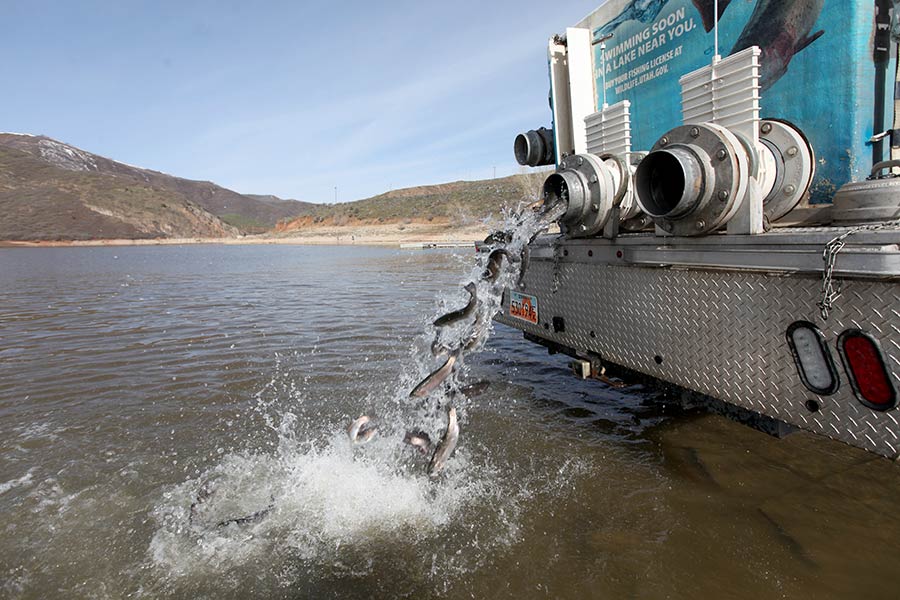 DWR truck stocking 12-inch rainbow trout into East Canyon Reservoir