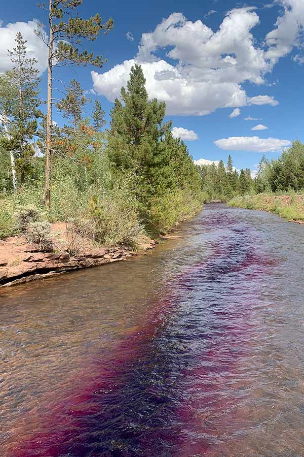 Rotenone treatment flowing down West Fork Carter Creek