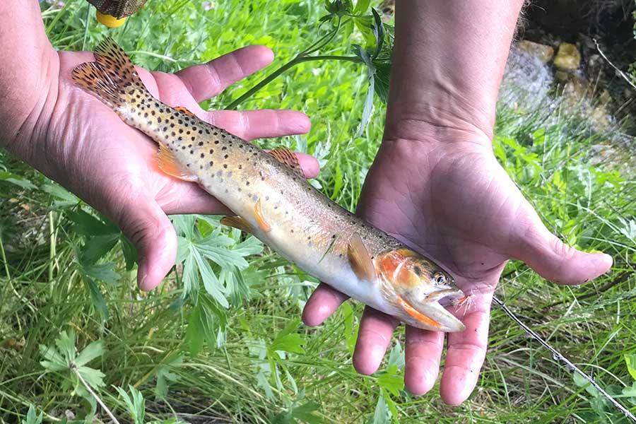 Angler holding a Yellowstone cutthroat trout caught at Johnson Creek
