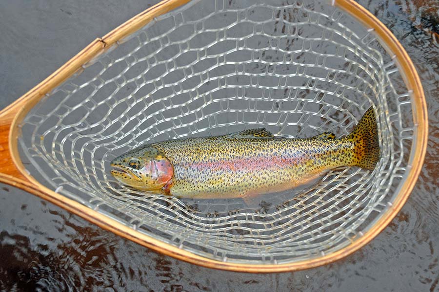 Rainbow trout lying at the bottom of a small fishing net, in water