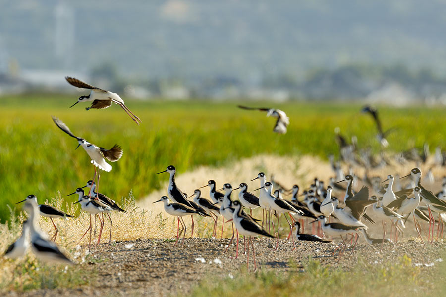 Flock of black-necked stilts on the ground, some taking off in flight