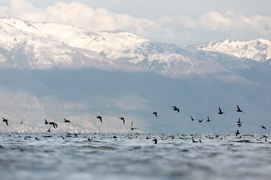 Flock of phalaropes at the Great Salt Lake, some in the water, others flying out of the water