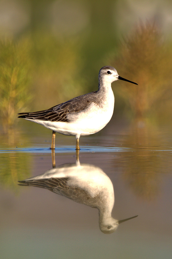 Wilson's phalarope, standing in water, its reflection visible