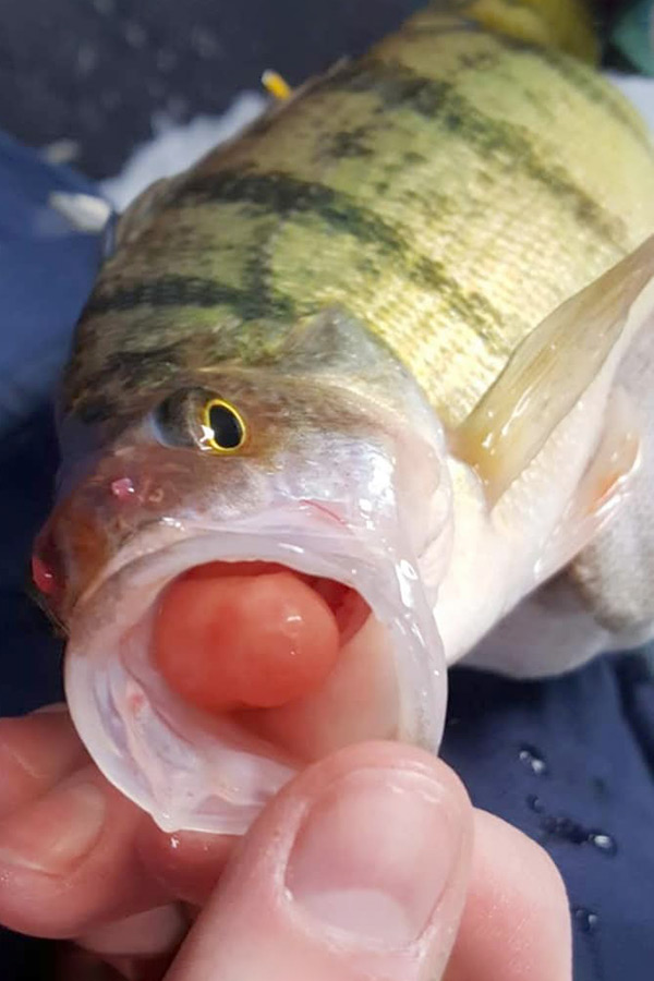 Hand holding a yellow perch with its stomach being pushed out of its mouth, a sign of barotrauma