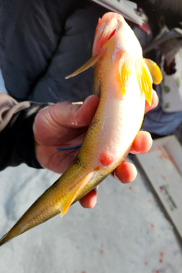 Hand holding a yellow perch with a protruding vent, a sign of barotrauma