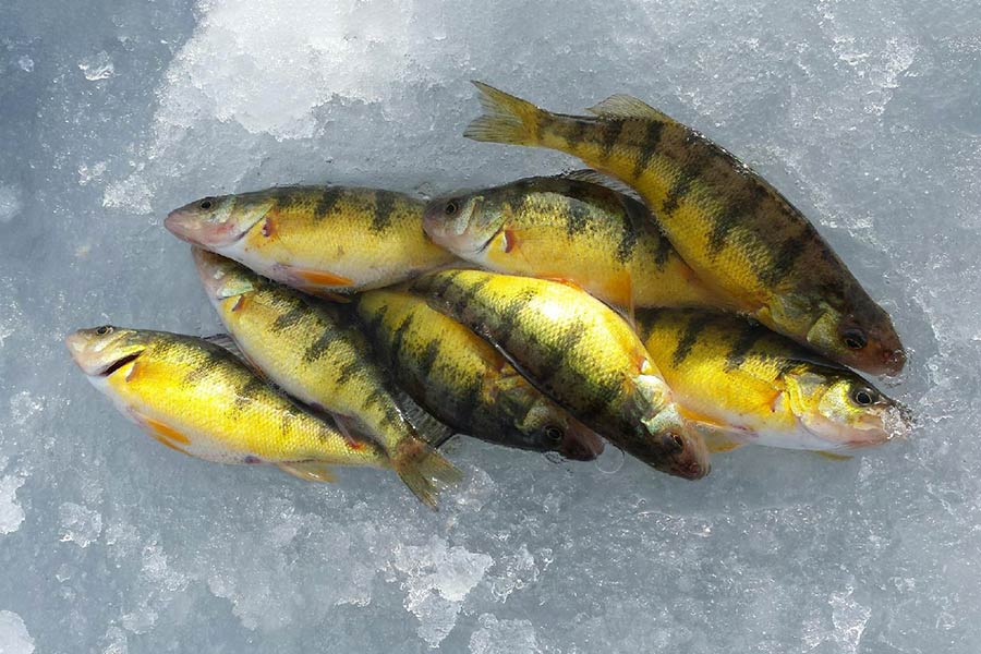Pile of yellow perch on the ice, caught at Hyrum Reservoir