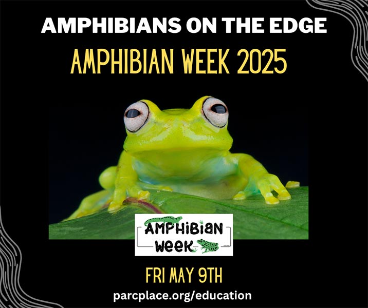 2025 Amphibian Week, Friday, May 9: Amphibians on the edge