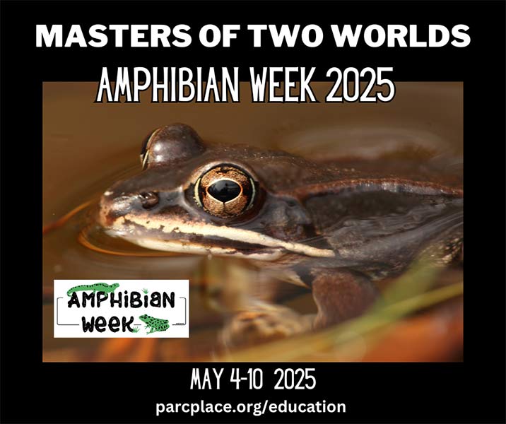 2025 Amphibian Week poster: Masters of two worlds