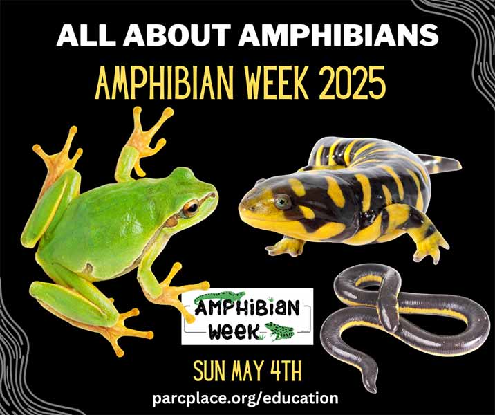 2025 Amphibian Week, Sunday, May 4: All about amphibians