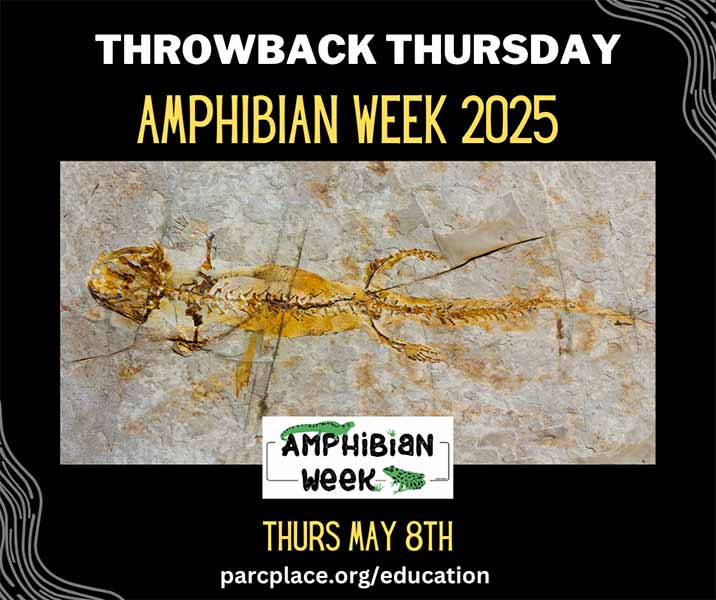2025 Amphibian Week, Thursday, May 8: Throwback Thursday