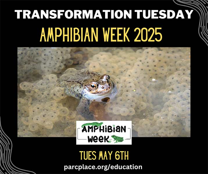 2025 Amphibian Week, Tuesday, May 6: Transformation Tuesday