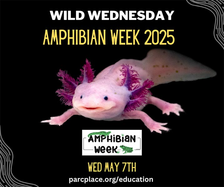 2025 Amphibian Week, Wednesday, May 7: Wild Wednesday