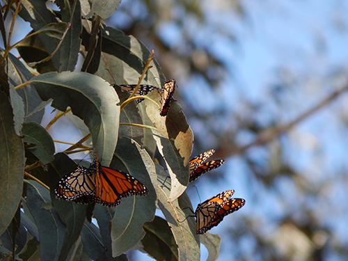 Monarch Butterfly: Animals We Protect