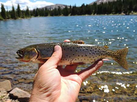 Backcountry fishing at its finest