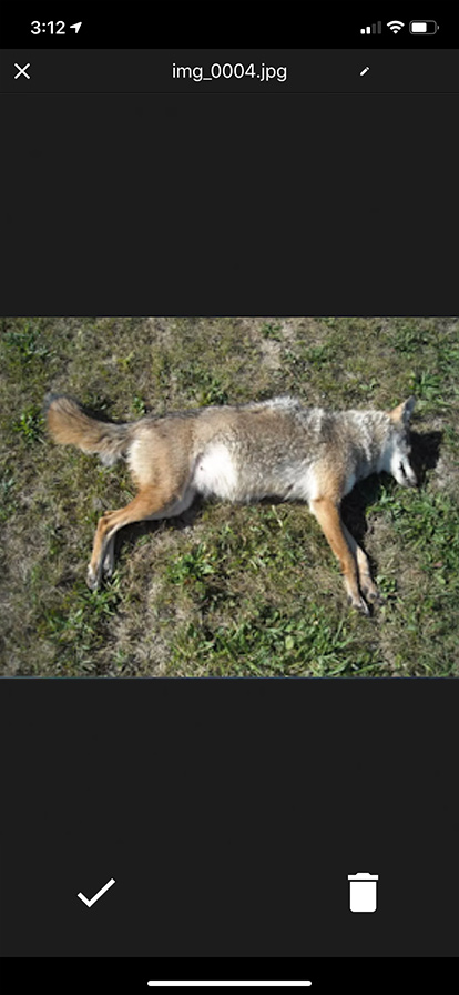 A dead coyote lying in snow.
