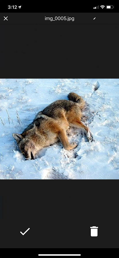 A dead coyote lying in grass.