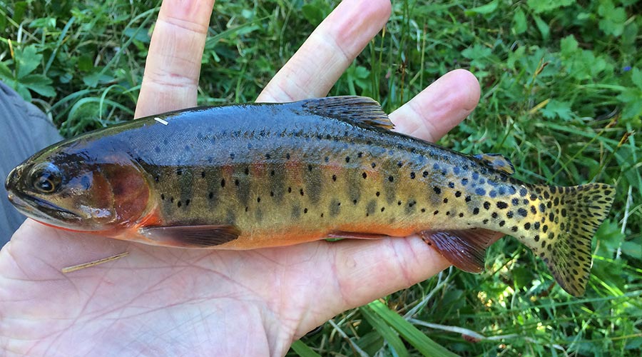 Hand holding a Colorado River cutthroat trout