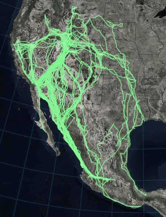Map of pelican migration routes