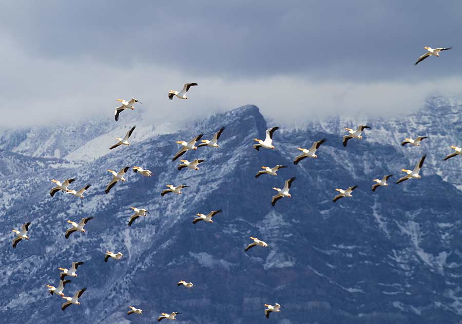Flock of pelicans