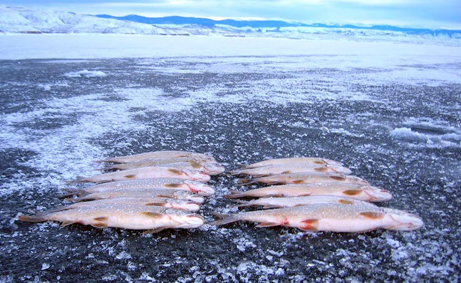 Fourteen lake trout, laid out in two rows, on the ice at Flaming Gorge Reservoir