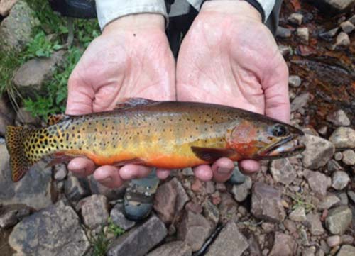 A Colorado River cutthroat trout in the Uinta Mountains.