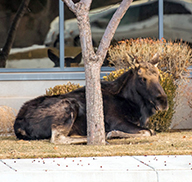 A moose sitting behind a tree in Provo