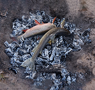 Ash trout in campfire
