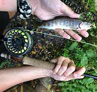 Cutthroat trout and fly rod