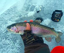 Rainbow trout with equipment