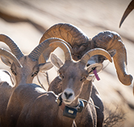 Herd of bighorn sheep; the sheep in front is wearing a GPS tracking collar around its neck