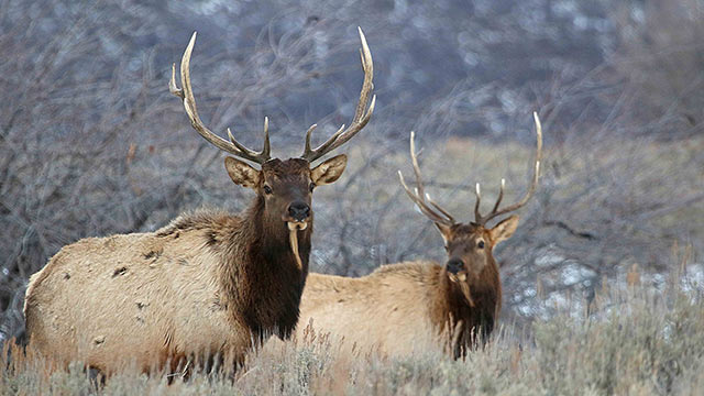 Two buck elk standing in brush