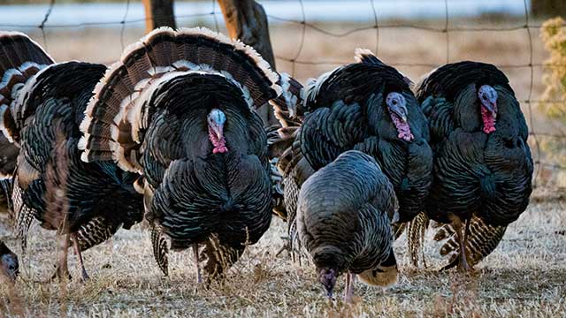 Listen to "Wild" podcast episode 45: Chasing gobblers