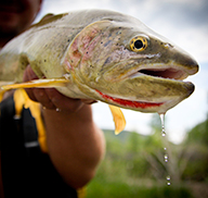 Angler holding a caught Bonneville cutthroat trout fish