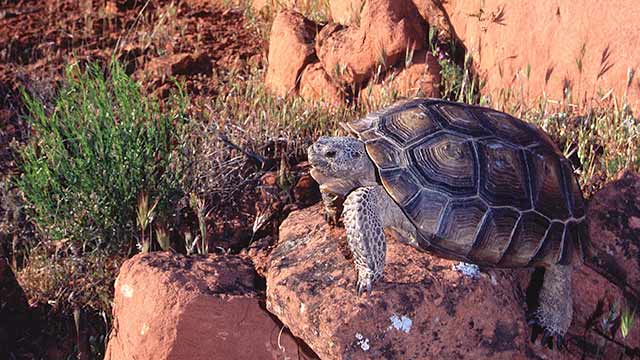 Desert tortoise crawling down a mossy rock in Utah