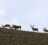 Herd of buck deer walking up a hill