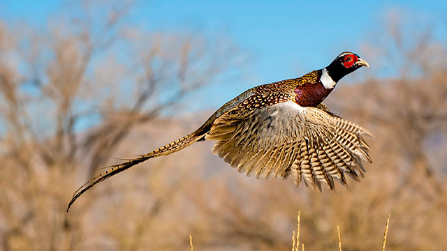 Pheasant in flight against a blue sky