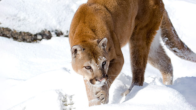 Cougar trudging through deep snow on a hill