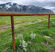 Wildlife-friendly fence at the Coldwater Canyon WMA, with properly spaced barbed wire and metal posts