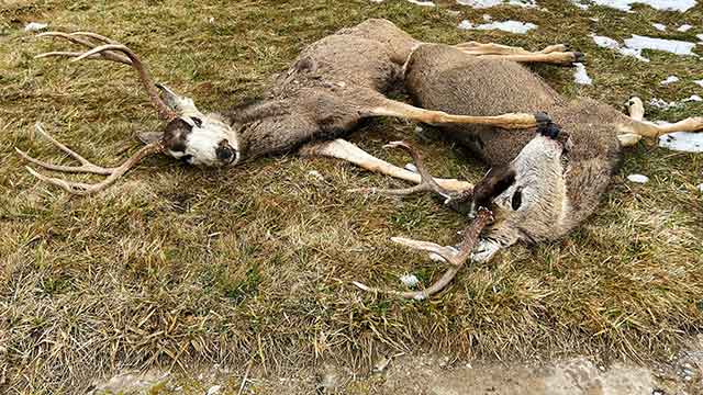 Listen to "Wild" podcast episode 60: Chronic wasting disease