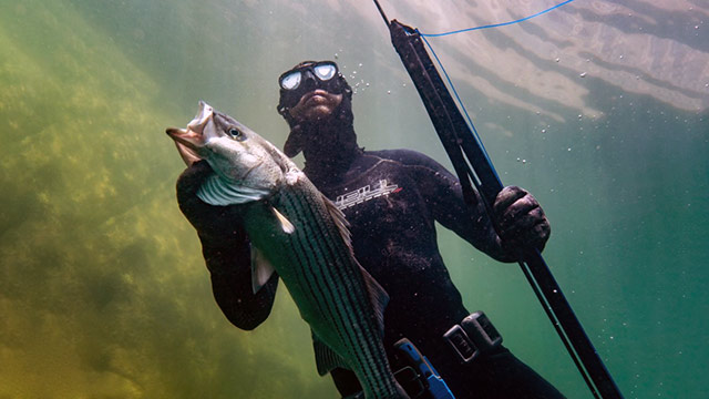 Listen to "Wild" podcast episode 61: Spearfishing in Utah