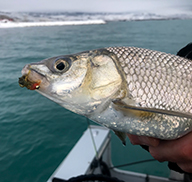 Hand holding a caught Bonneville whitefish at crystal-clear Bear Lake in the winter