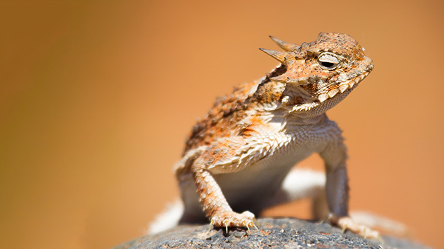 A desert horned lizard climbing on a rock