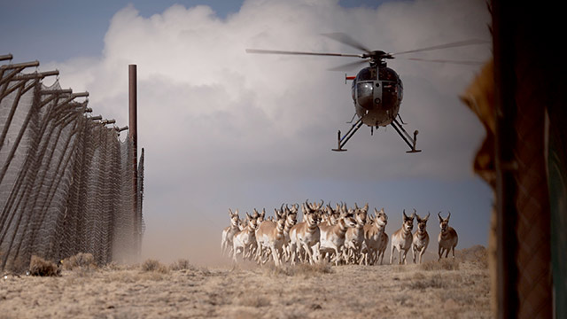 Listen to "Wild" podcast episode 65: Catching a pronghorn