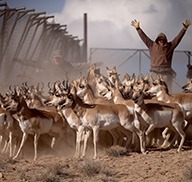 DWR employees standing behind a herd of pronghorn at Parker Mountain, hazing them toward a netted trap