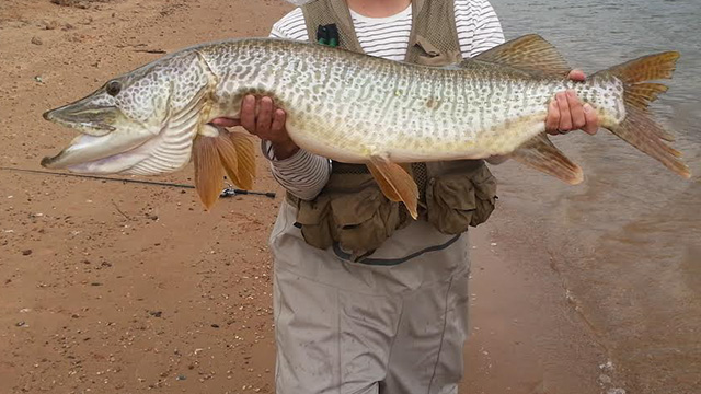 Angler holding a tiger muskie fish