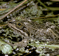 Columbia spotted frog, partially submerged in marshy water