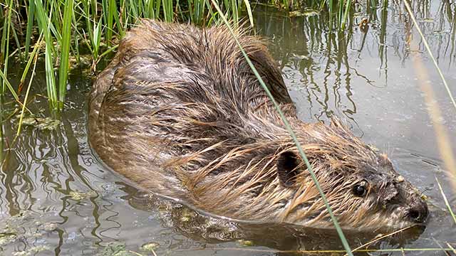 A beaver partially submerged in marshy water